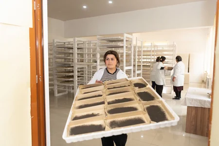 Azərbaycanda tədarük məntəqələrinə 186 tondan çox yaş barama təhvil verilib