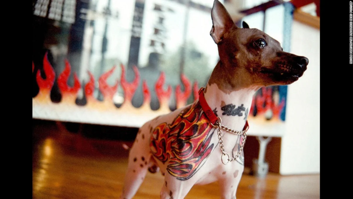 Pets banned from getting tattoos in Brazil