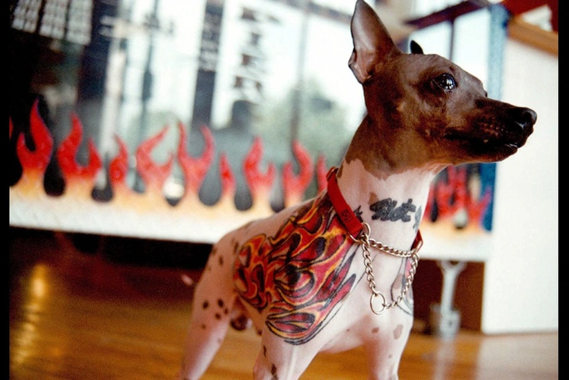 Pets banned from getting tattoos in Brazil