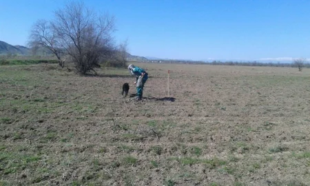 Cocuq Mərcanlı kəndində gün ərzində 2 094 ədəd qəlpə aşkar edilib