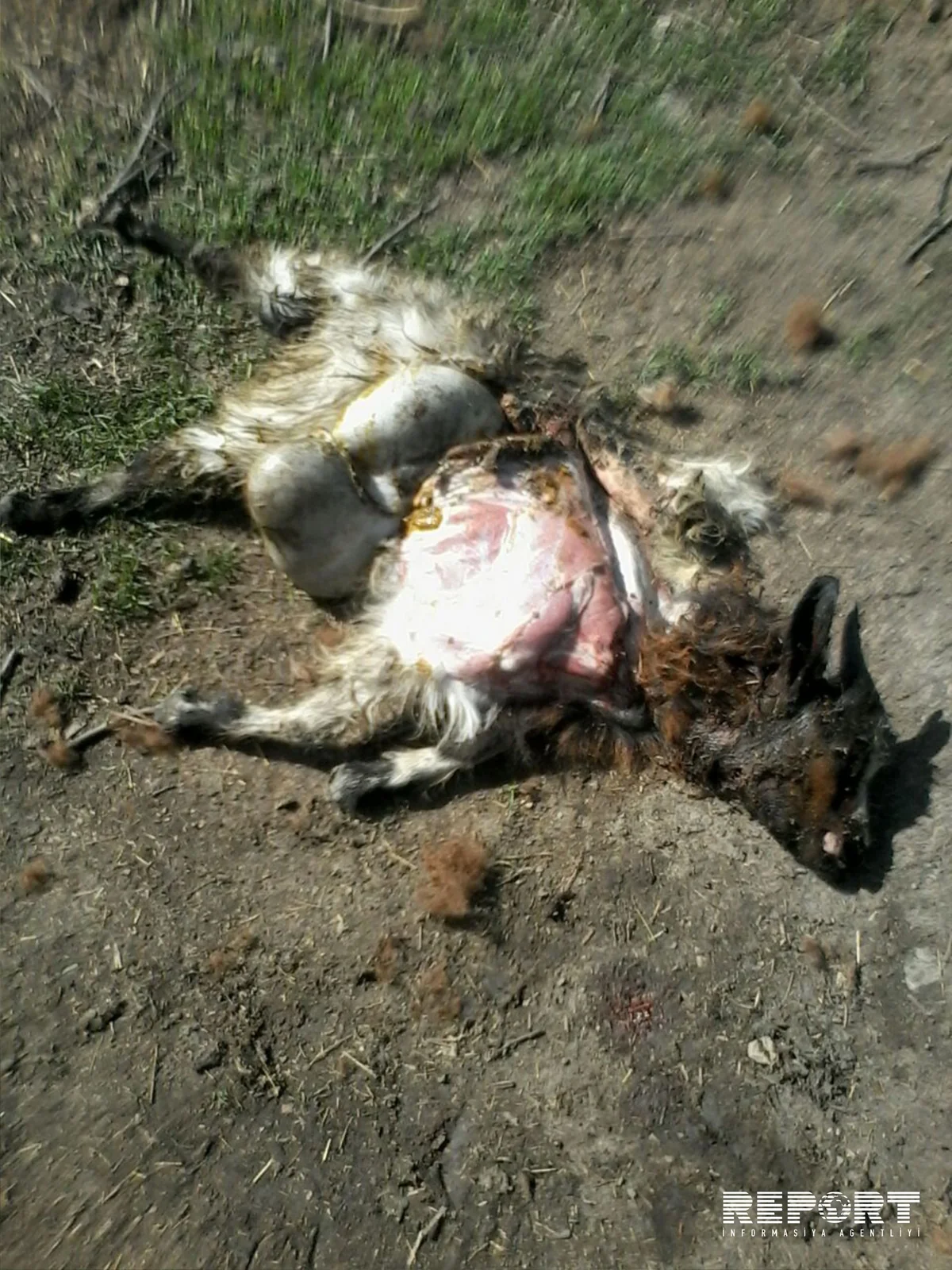 Qubanın kəndlərinə canavarlar hücum edib - FOTO