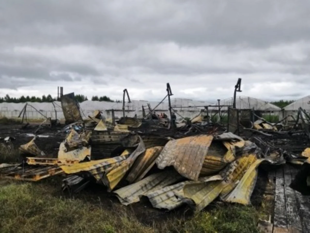 Пять азербайджанцев погибли в результате пожара в тепличном комплексе в России