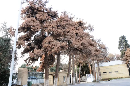 Bakıda ağaclar arasında yayılmış xəstəliklə bağlı araşdırmalar aparılıb