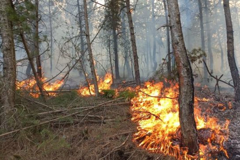 Muğlada və İzmirdə meşə yanğını başlayıb, helikopterlər cəlb olunub - YENİLƏNİB