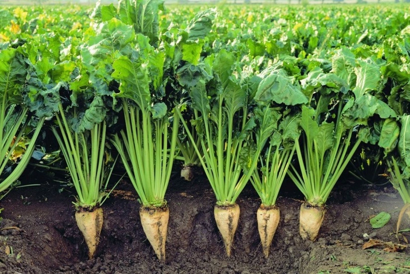 Biləsuvarda şəkər çuğunduru yığımı başlayıb, bu il məhsuldarlıq ötənilkindən çoxdur 