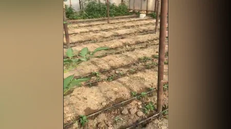 Novxanıda istixanada çətənə kolları aşkarlanıb