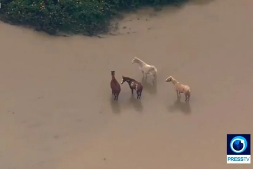 Vaşinqtonda güclü daşqınlar səbəbindən 250 nəfər təxliyyə edilib - VİDEO