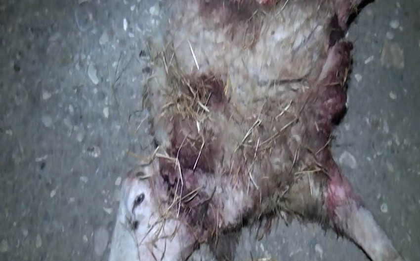 Goranboyda canavarlar kəndə hücum edib, 8 heyvanı parçalayıb