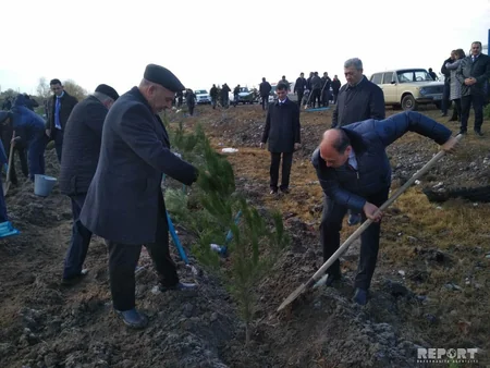 Bərdədə ağacəkmə aksiyası keçirilib - FOTO