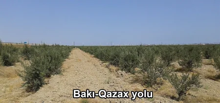 ETSN: Son 3 ayda 160 mindən çox ağac əkilib