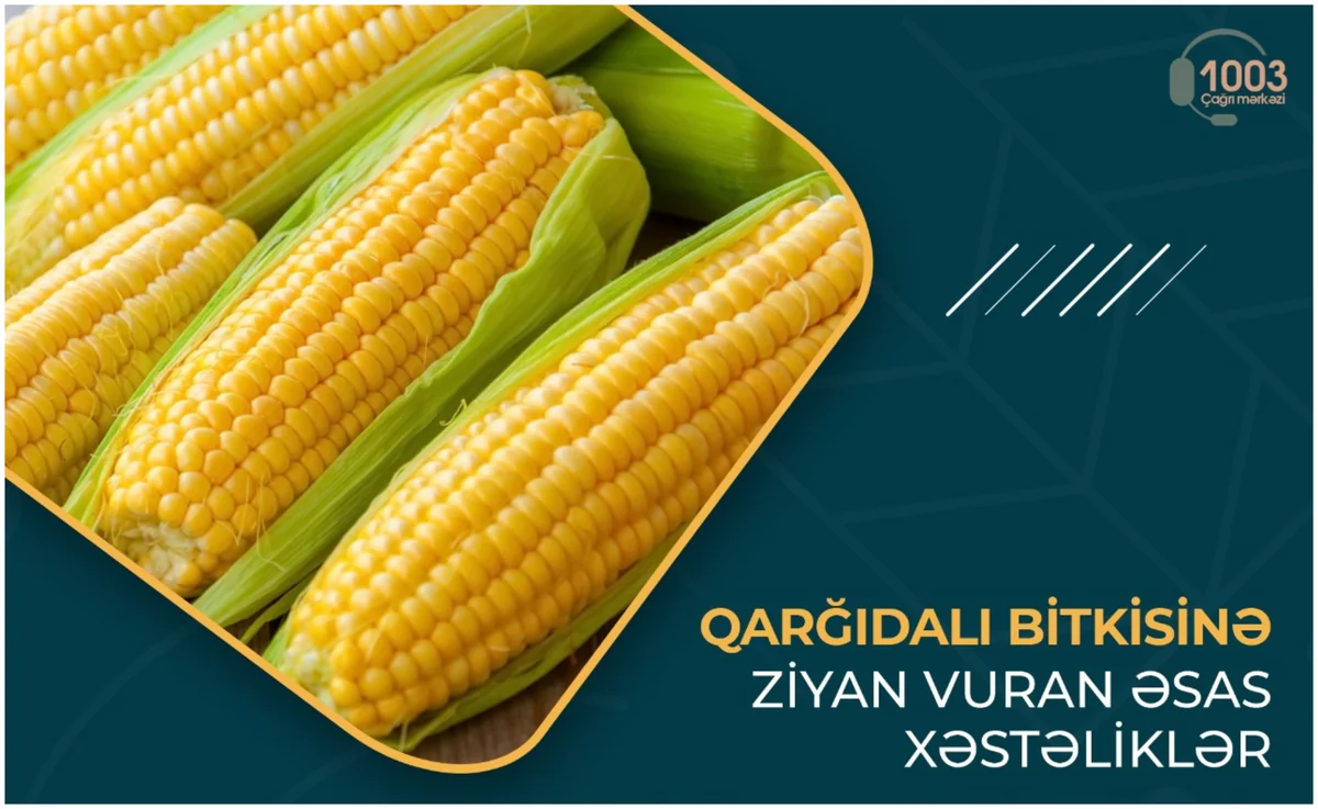 Qarğıdalı bitkisinə ziyan vuran əsas xəstəliklər