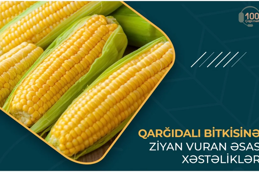 Qarğıdalı bitkisinə ziyan vuran əsas xəstəliklər