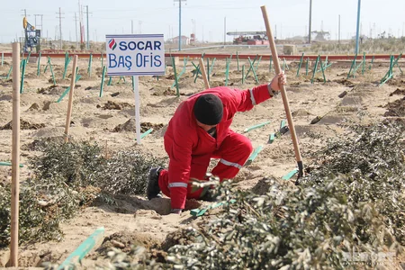 SOCAR növbəti genişmiqyaslı ağacəkmə kampaniyasına start verib - FOTOREPORTAJ