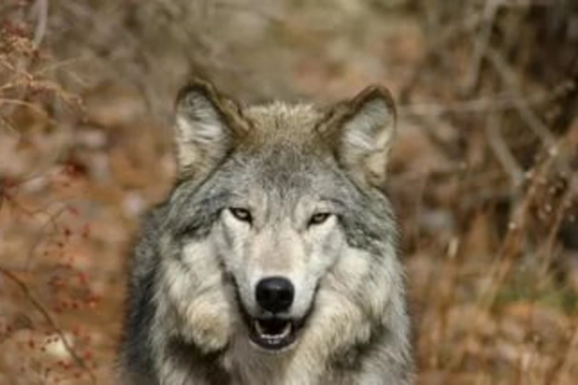 Salyanda canavar sakinlərə hücum edib: xəsarət alanlar var