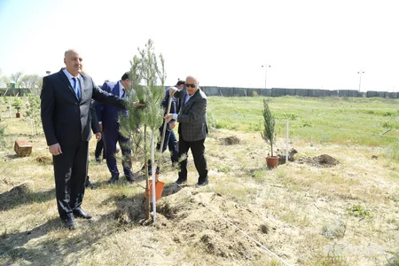 Sumqayıtda jurnalistlər ağac əkib