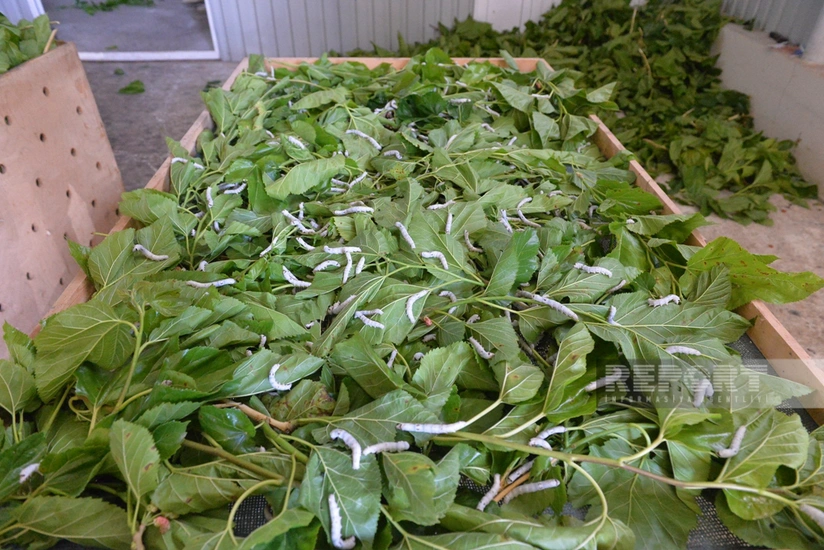 Lənkəranda yetişdirilən baramanın ilkin tədarükünə başlanılıb