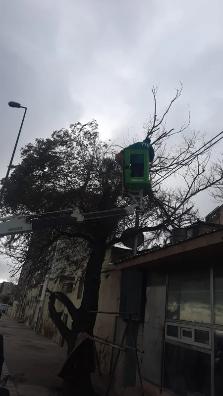 Güclü külək Bakıda 27 ağacı sındırıb