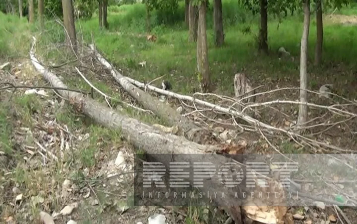 Güclü külək Yevlaxda bir neçə ağacı aşırıb