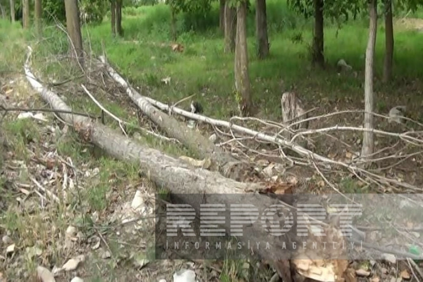 Güclü külək Yevlaxda bir neçə ağacı aşırıb