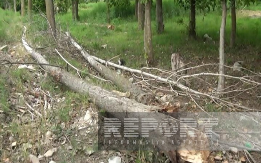 Güclü külək Yevlaxda bir neçə ağacı aşırıb