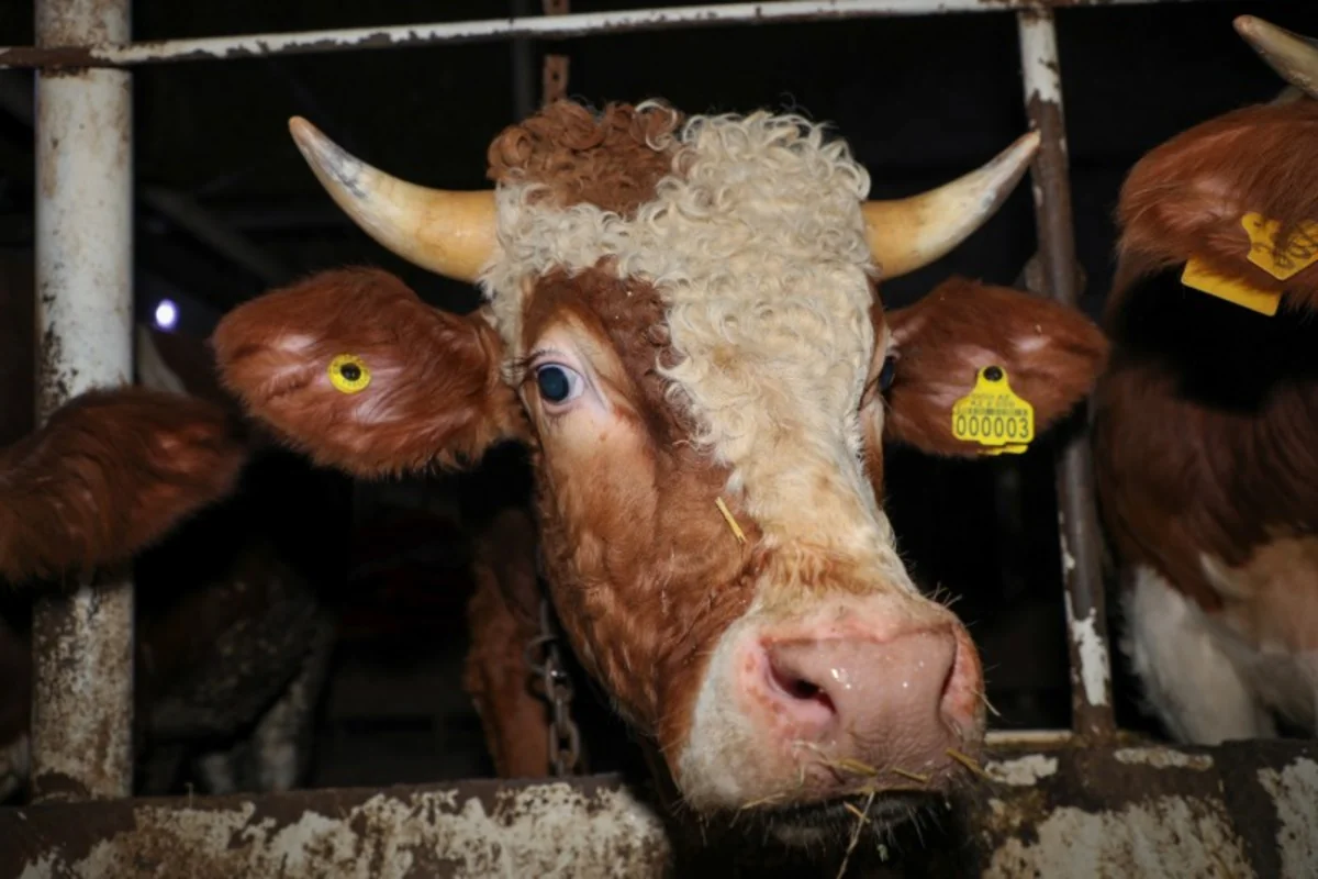 Azərbaycanda 16044 iribuynuzlu heyvana pasport verilib