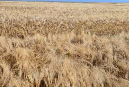 Azərbaycanda toxumluq taxıl sahələrinin aprobasiyasına başlanılıb