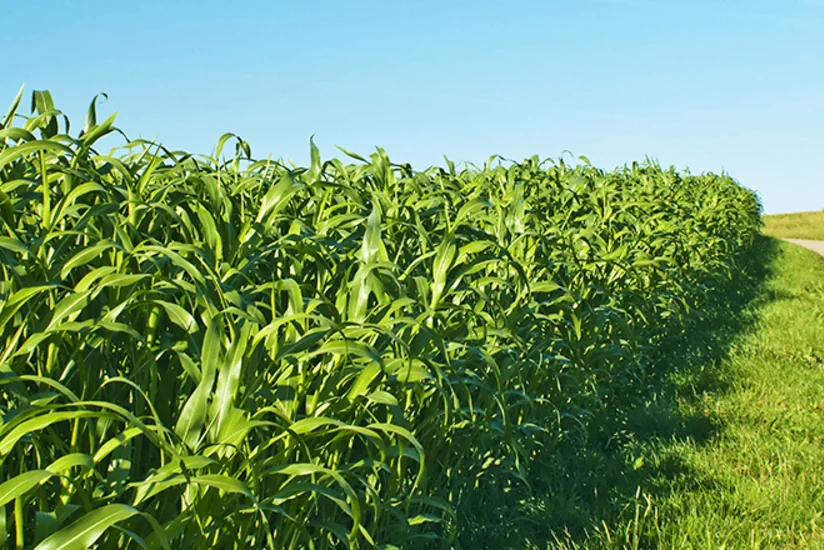 İmişlidə yem bitkilərinin məhsuldarlığında azalma qeydə alınıb 