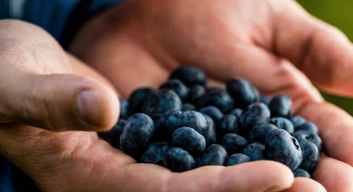 Zimbabwe plans to increase income from blueberry cultivation to $1B in 10 years