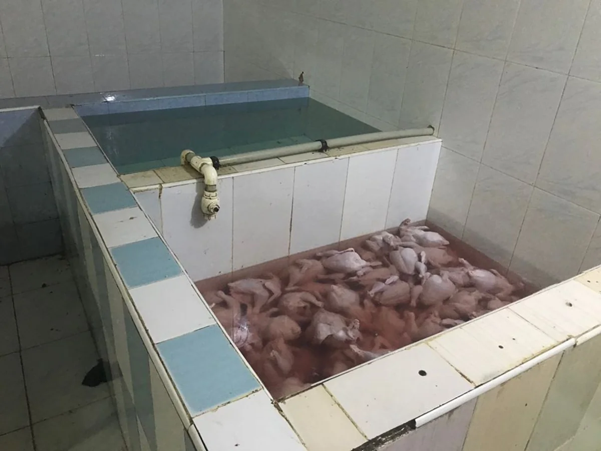 В Маштаге закрыт цех по убою птицы