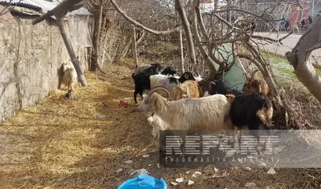 Cəlilabadda özünüməşğulluq proqramı çərçivəsində verilən heyvanlar xəstə olub?