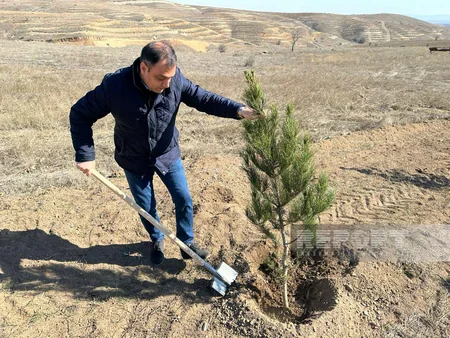 Cəbrayılda Ağıllı tingçilik ərazisində 200-dən çox şam ağacı əkilib