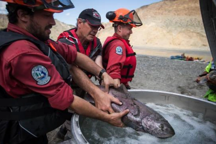 Alyaskada qızılbalıqların kütləvi ölüm halı qeydə alınıb