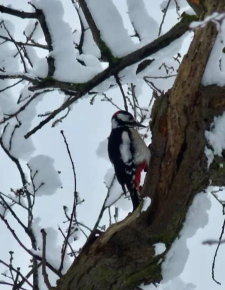 Azərbaycan parklarının qış görüntüləri - FOTOREPORTAJ