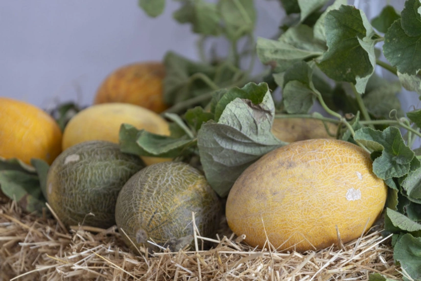 Azərbaycanda 6 qədim yemiş sortu bərpa edilib