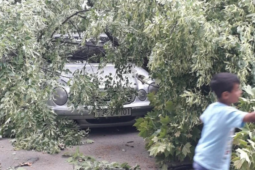 В Газахе ветер повалил деревья на автомобили