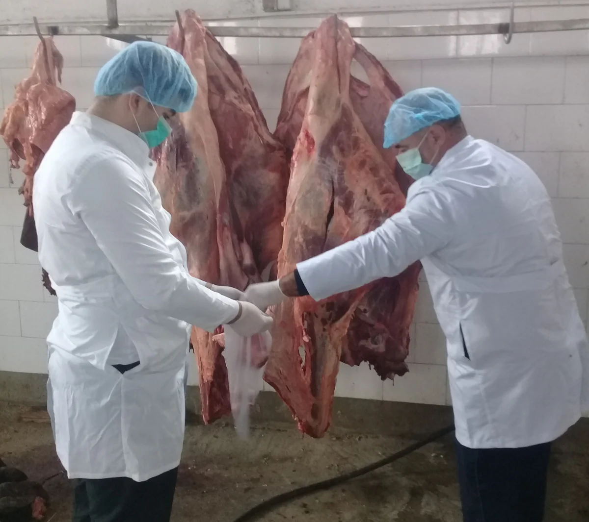 Sumqayıtda istehlak üçün yararsız olan 227 kq ət məhv edilib