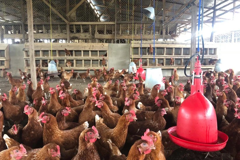 Azərbaycanda Almaniyanın Brandenburq vilayətindən idxal olunan quş əti idxalına məhdudiyyət qoyulub 