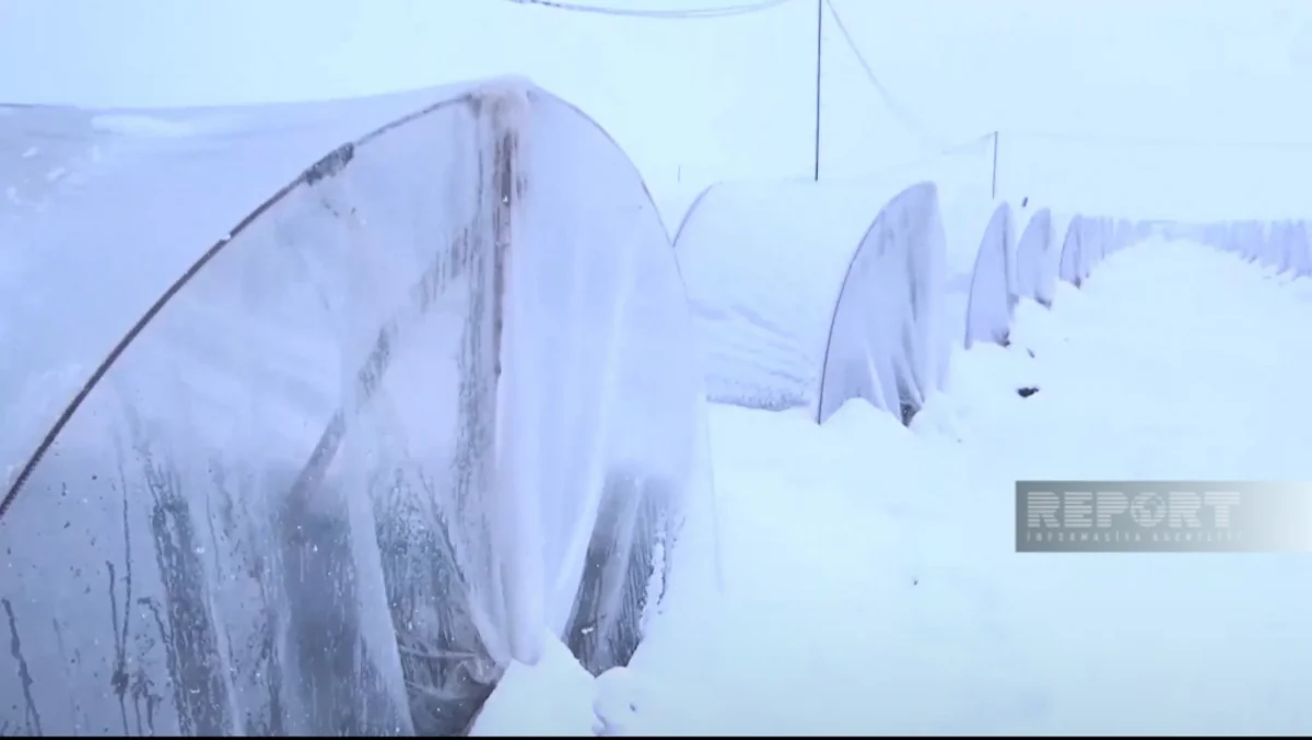 Cəlilabadda yağan qar kənd təsərrüfatına ziyan vurub