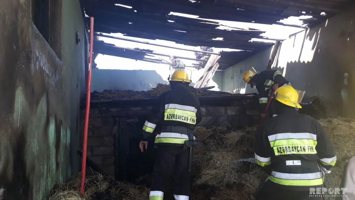 Tovuzda tövlə yanıb, mal-qara tələf olub - FOTO - VİDEO - YENİLƏNİB