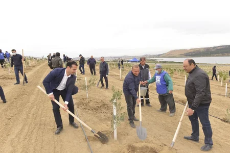 Prokurorluq orqanları əməkdaşları növbəti ağacəkmə aksiyası keçirib