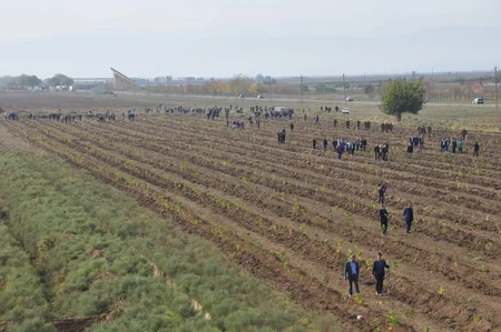 Biləsuvarda yeni meşə massivi salınıb
