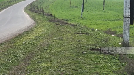 Cəlilabadda yol kənarında əkilən şam ağacları kütləvi şəkildə məhv edilib