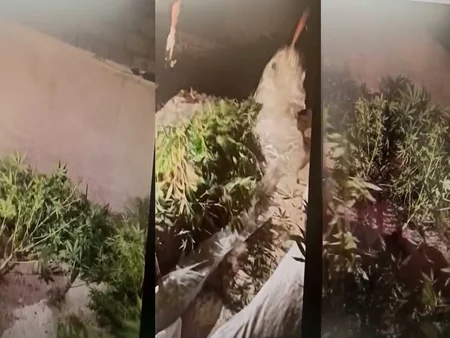 Abşeronda polis əməliyyat keçirib, saxlanılan var