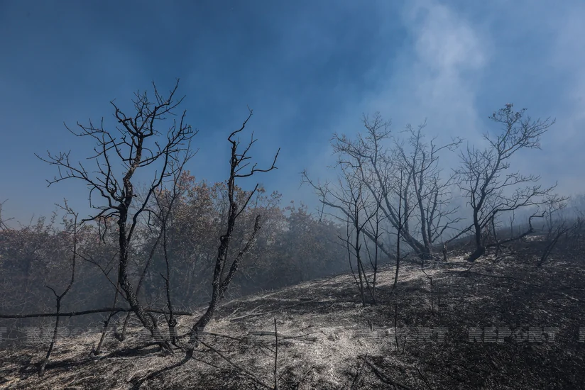 Siyəzəndə yanğının baş verdiyi ərazidən FOTOREPORTAJ