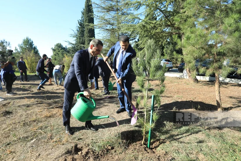 Gəncədə Zəfər Günü münasibətilə ağacəkmə aksiyası keçirilib