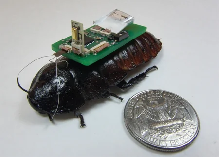 ​Xilasetmə işlərində kiborq tarakanlar tətbiq oluna bilər