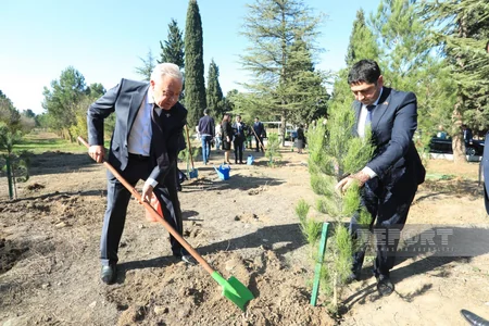 Gəncədə Zəfər Günü münasibətilə ağacəkmə aksiyası keçirilib