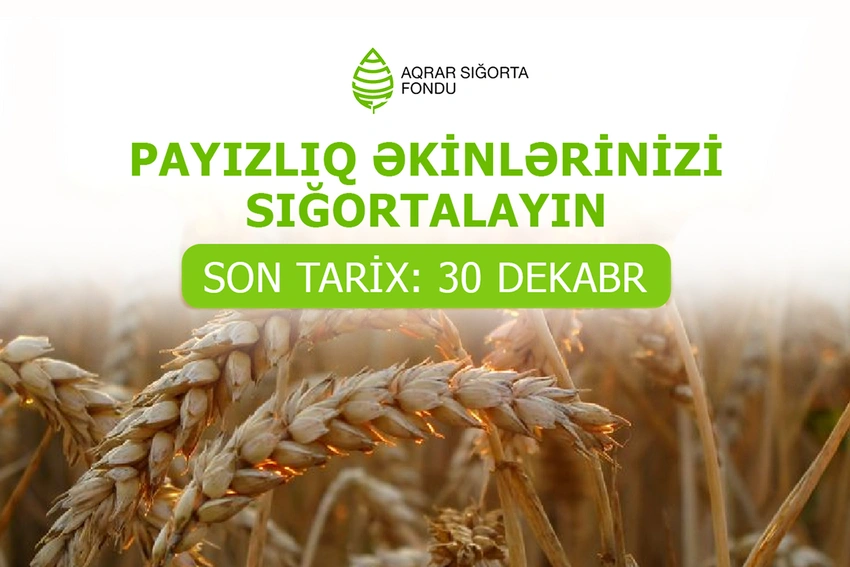 Aqrar Sığorta Fondu: Payızlıq əkinlərin sığorta prosesi dekabrın 30-da dayandırılacaq