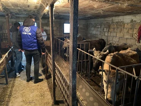 Ötən il 448 miqrant könüllü şəkildə xaricdən Azərbaycana qayıdıb