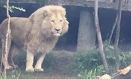 ​Tbilisidə zooparkdan qaçan sonuncu heyvan da tapılıb